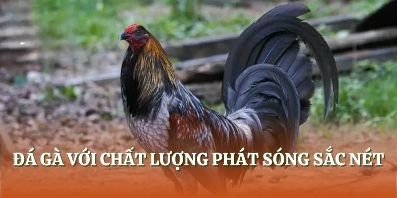 Đá gà với chất lượng phát sóng sắc nét